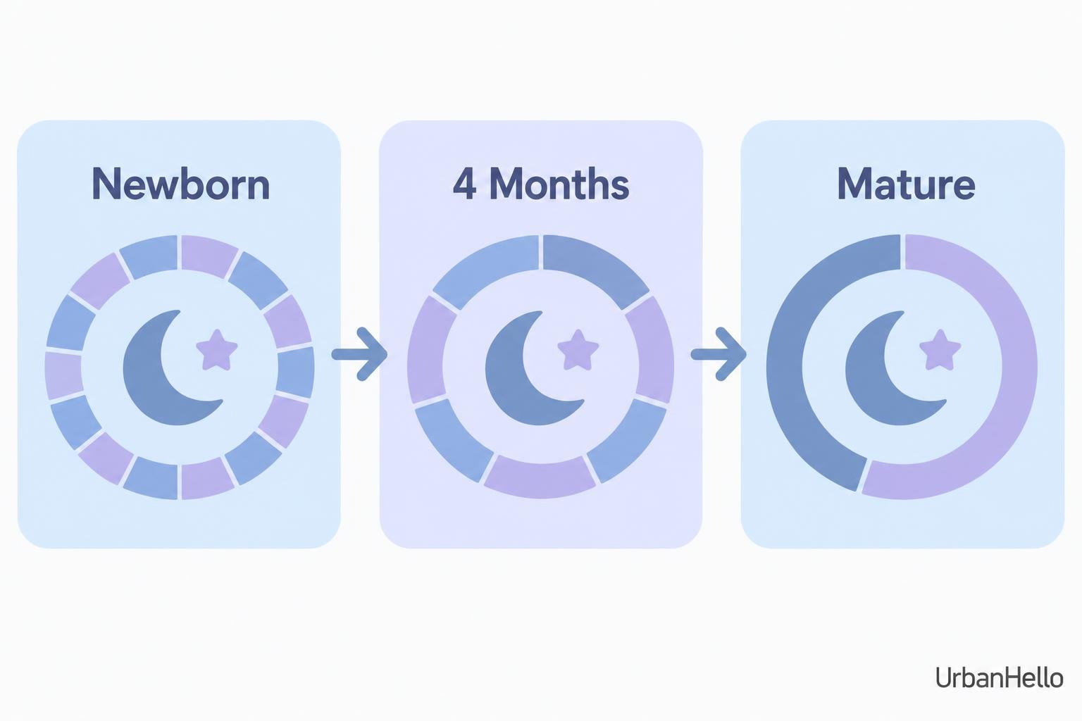 Diagram showing three stages: Newborn, 4 Months, and Mature, with circular progress rings and arrows.